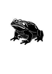 frog on white background