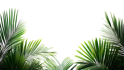 Fototapeta premium Green tropical leaves on transparent background PNG