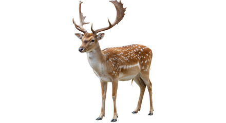 Isolated Fallow Deer