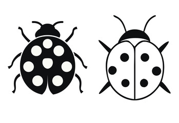 ladybug on white background