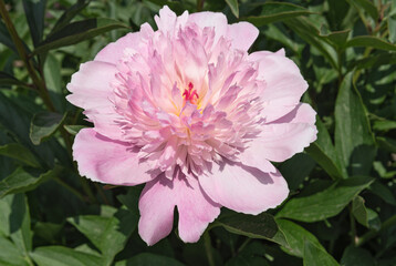 Coral pink peony flower close up