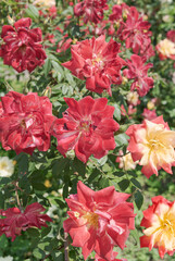 Multicolored flowers of garden rose