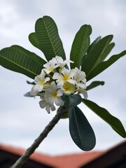 flower in a pot