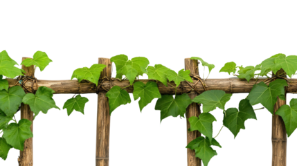 Abundant and verdant green vines and leaves growing on a rustic wooden trellis creating a tranquil and serene natural scene