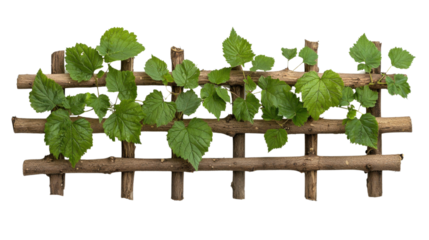 Vibrant green vines and leaves covering a weathered wooden trellis or fence creating a natural overgrown and serene garden scene