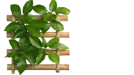 Lush green leaves thriving on a minimalist wooden backdrop showcasing the beauty and vitality of nature in a tranquil eco friendly setting