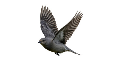 Isolated Gray Bird in Flight
