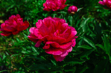 Fluffy rich pink peony flowers and buds on stem of green bush after rain. Side view. Incredible floral screensaver.