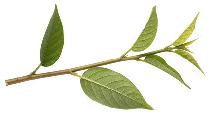 Isolated Branch with Green Leaves