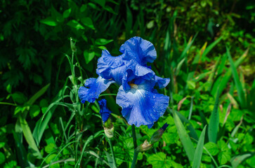Bright blue blooming iris with buds with raindrops. Natural blurred background. Image...