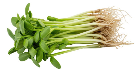 Isolated Sunflower Sprouts