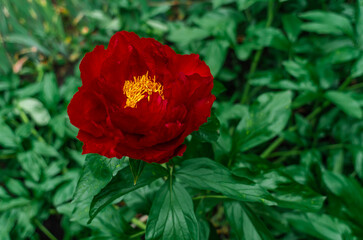 Half-opened red hybrid peony with raindrops, side view. Blurred green leaves background. Flowers in rain.