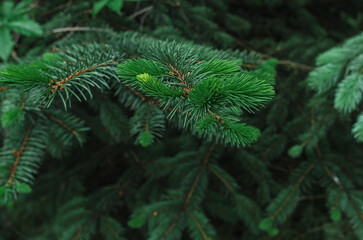Branches of green spruce needles. Rich colors of coniferous tree. Coniferous texture, Christmas background. Macro.