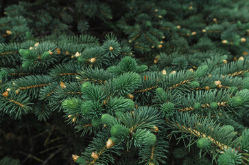 Green young buds of spruce with brown cones in spring. Coniferous background. Idea for Christmas design, screensaver.
