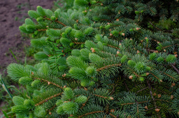 Green young spruce buds close-up. Blurred background, selective focus. Coniferous trees....