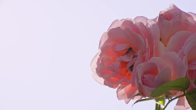 Beautiful flowers in Dvorac Dundjerski, Serbia showcasing nature's vibrant colors and pollinators in a peaceful setting