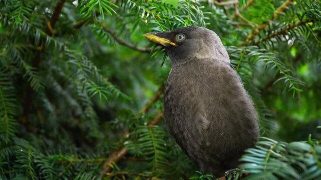Watch a young bird exploring its natural habitat in Dvorac Dundjerski Serbia while perched among lush greenery