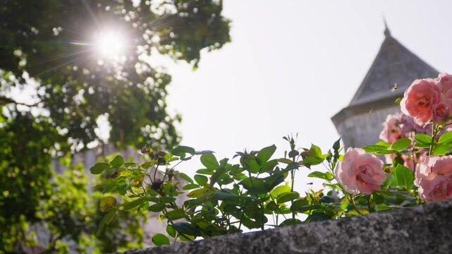 Exploring Dvorac Dundjerski in Serbia with blooming roses against a historic backdrop