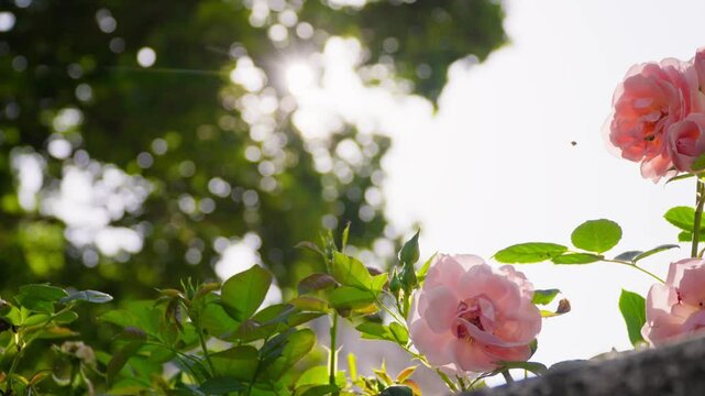 Beautiful roses blooming in Dvorac Dundjerski garden during warm spring afternoon sunlight