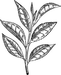 Green tea sketch. Hand drawn botanical illustration. Natural ingredients, skin care, organic cosmetics logo design. Not AI generated