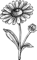 Calendula flower sketch. Hand-drawn herbs illustration. Aromatic ingredients, herbal medicine, and organic cosmetics logo design. NOT AI generated