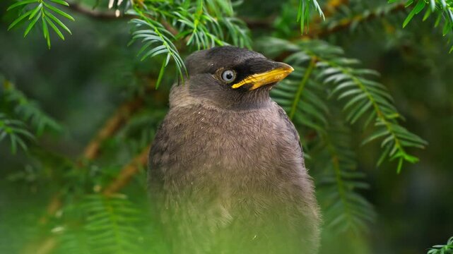Serbian wildlife encounter featuring a young bird in Dvorac Dundjerski at a tranquil moment in nature