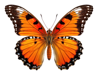 PNG Butterfly butterfly insect orange.