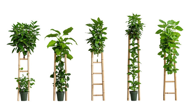 A display of various potted plants vines and foliage arranged vertically on wooden ladders creating a modern and natural indoor or outdoor decor