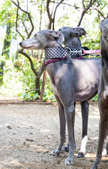 Loyal Whippets Standing Calmly by Human - Pet Lifestyle & Bonding