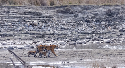 Female tigress (Panthera tigris) with newly born cubs walking near river side at jungle of jim corbett. © Abhishek Mittal