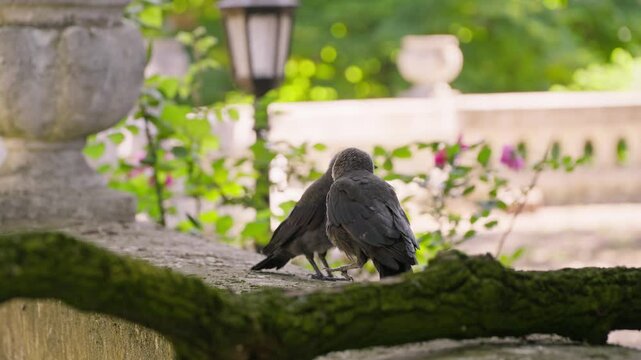 Young birds explore their surroundings in a serene setting in Dvorac Dundjerski, Serbia during warm daylight hours