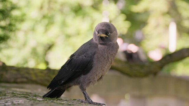 Birdwatching in Dvorac Dundjerski, Serbia, showcasing local wildlife in a serene natural setting