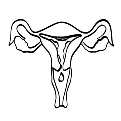 uterus en période menstruelle en line