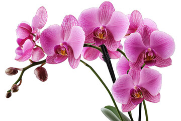 Fototapeta premium Pink orchids, detailed petals, dark background, bright