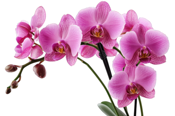 Pink orchids, detailed petals, dark background, bright