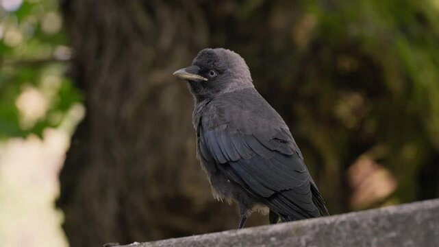Observation of a young jackdaw in Dvorac Dundjerski, Serbia, showcasing its unique behaviors in a natural setting