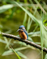 Juvenile Kingfisher