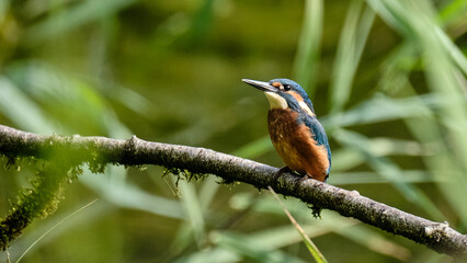 Juvenile Kingfisher