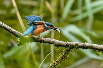 Kingfisher with Fish