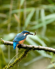 Kingfisher with Fish