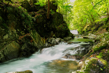 Fototapeta premium 新緑に映える苔むす沢