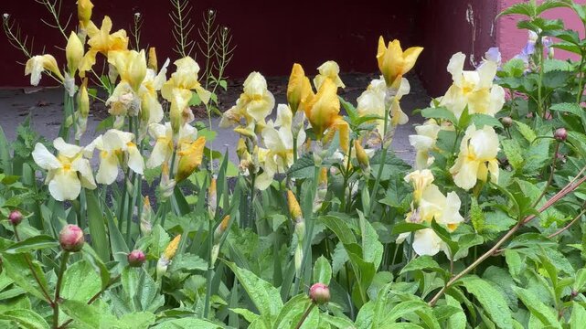 Bushes of yellow iris covered with water drops in overcast