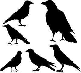 Fototapeta premium set of silhouettes of birds