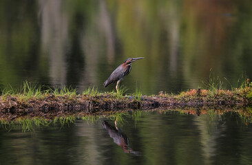 green heron in nature during summer