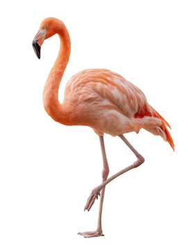 A flamingo standing on one leg with a black background showing its pink feathers and long neck and beak