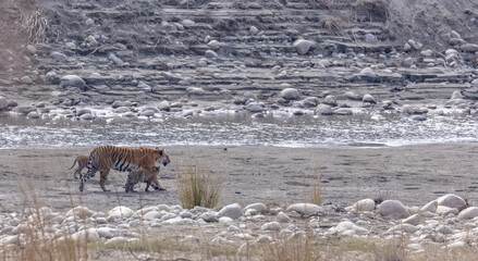 Female tigress (Panthera tigris) with newly born cubs walking near river side at jungle of jim...