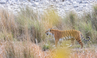 Fototapeta premium Female tigress (Panthera tigris) walking at jungle with natural green background of forest.
