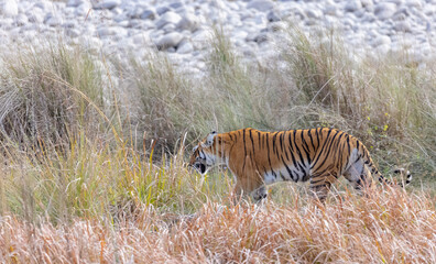 Female tigress (Panthera tigris) walking at jungle with natural green background of forest.
