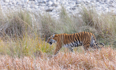 Female tigress (Panthera tigris) walking at jungle with natural green background of forest.