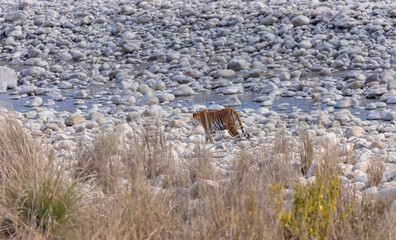 Female tigress (Panthera tigris) walking at jungle with natural green background of forest.